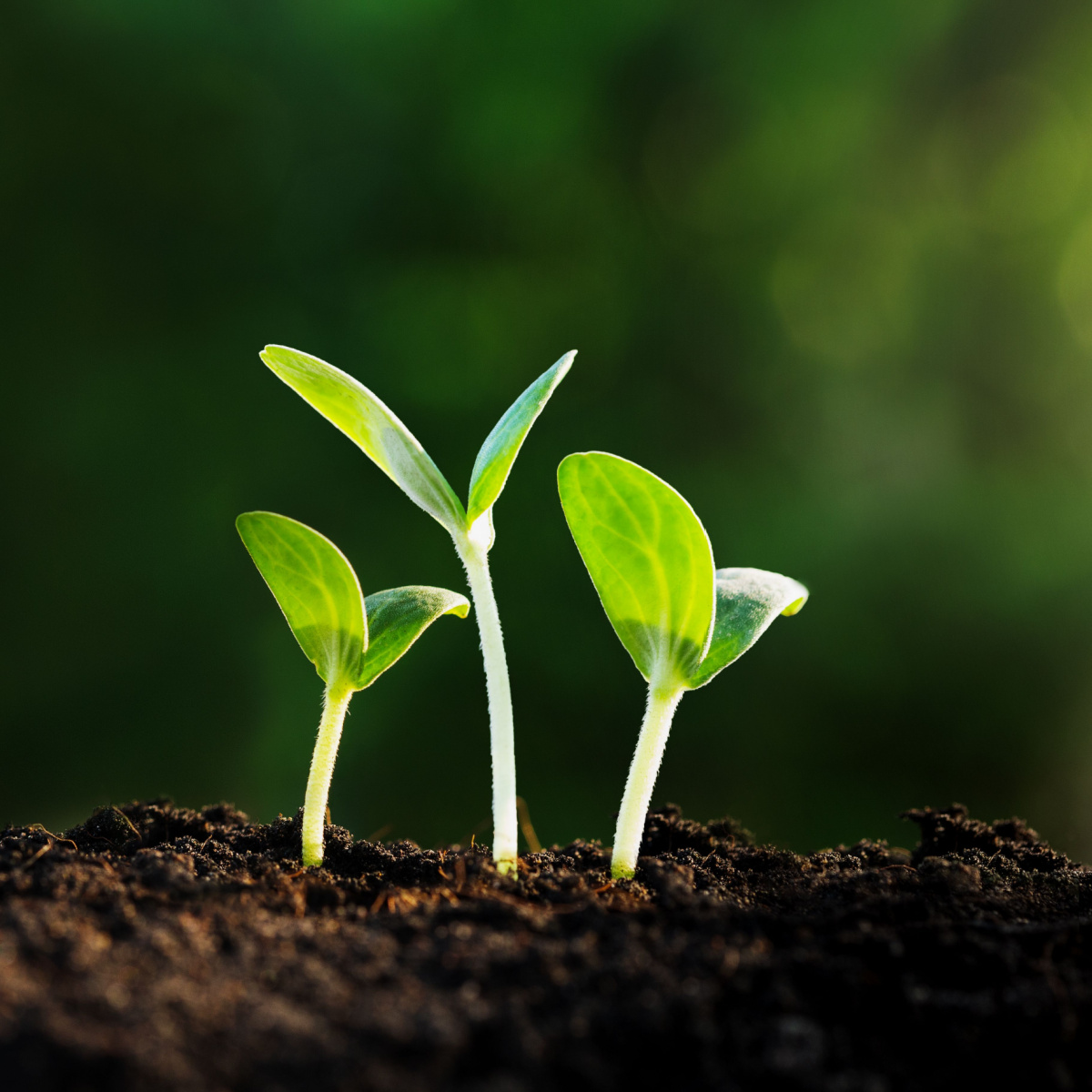 Get a Jumpstart: Why Indoor Seed Starting Saves Money & Grows Stronger Plants